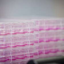 stacks of cell culture plates filled with pink medium
