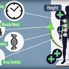 Silhouetted man on a scale and next to a ruler. Next to him are four circles with icons for time of day, muscle mass, genetics, and drug toxicity.