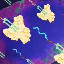 U-shaped vaccine molecules with peptide chain tails attach to tri-lobed albumin molecucles. Behind is a brightly colored micrograph of a lymph node.