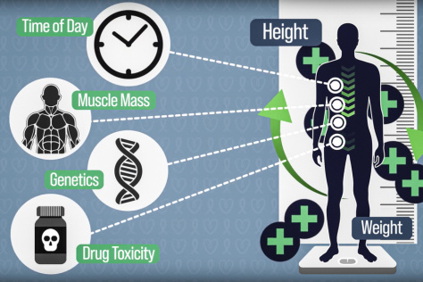 Silhouetted man on a scale and next to a ruler. Next to him are four circles with icons for time of day, muscle mass, genetics, and drug toxicity.