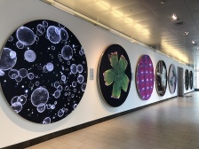 circular lightboxes in a hallway with glowing biological images