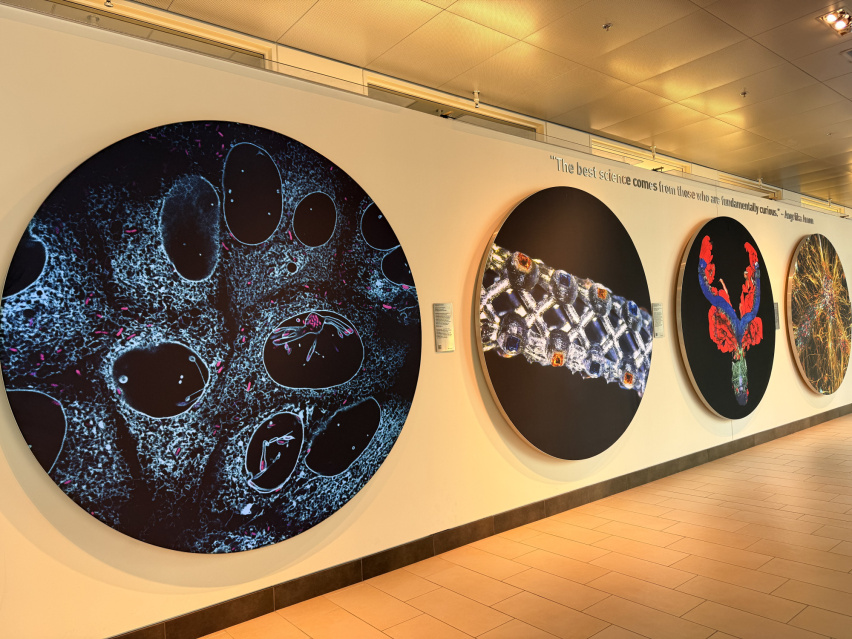 4 of the 2026 Image Award displays along the Gallery
