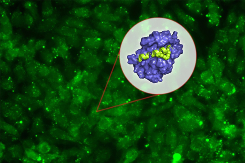 A collaborative Bridge Project team, led by MIT biologist Amy Keating and Dana-Farber Cancer Institute physician-scientists Loren Walensky and Anthony Letai, describe a novel strategy for inhibiting Mcl-1, a protein that is often overexpressed in cancer and contributes to tumor cell survival and resistance to chemotherapy.