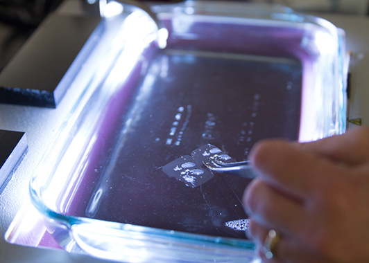 tissue sample in a tray of liquid