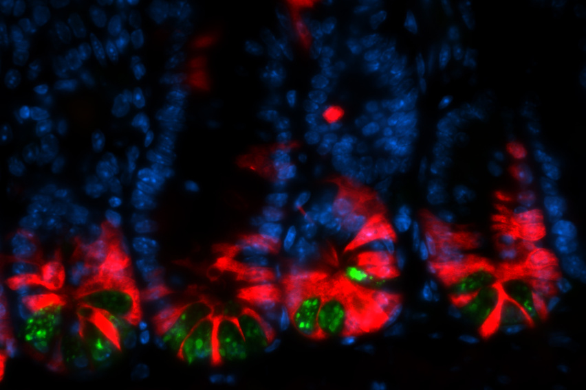 fluorescent image of intestinal crypts, with stem cells at the bottom of sac-like structures