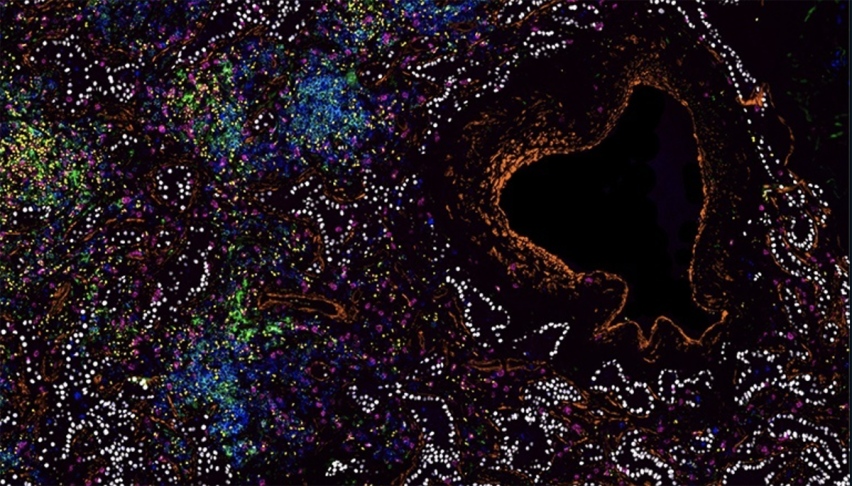 Tiny, multicolored cells swirl around a reddish, heart-shaped hole