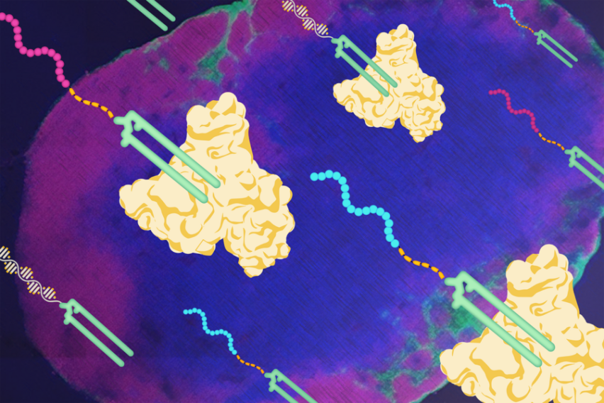 U-shaped vaccine molecules with peptide chain tails attach to tri-lobed albumin molecucles. Behind is a brightly colored micrograph of a lymph node.