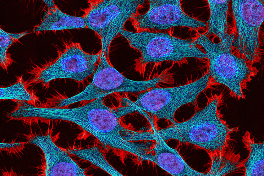 Human cells