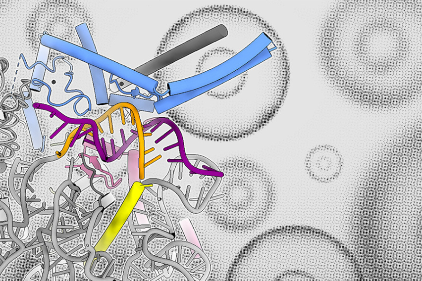 Luc7, the blue group of proteins, against a background of human cells.