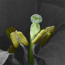 electron microscopy image of a flower