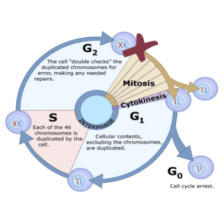 Diagram of cell cycle