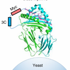 illustration of peptide binding on the surface of yeast