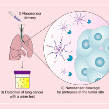 diagram of nanoparticles' journey from lungs to urine