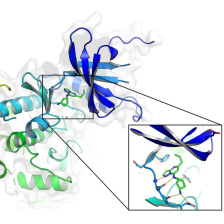 small molecule targeting a key protein involved in the stabilization of androgen receptor molecules