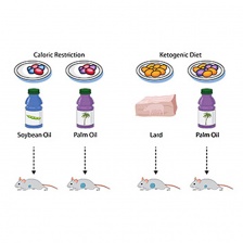 diagram of diets fed to mice in the study and effect on tumor growth