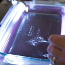 tissue specimen in a tray of liquid