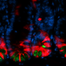 fluorescent image of intestinal crypts, with stem cells at the bottom of sac-like structures