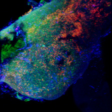 fluorescent labeled lymph node with T cells in red, B cells in green, lymph node cells in blue