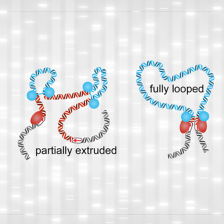 graphic showing partially and fully looped DNA