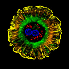 multicolored image of a hepatocyte (liver cell)
