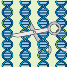 A graphic showing scissors cutting DNA. 
