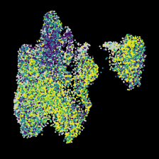 Splenic T cells