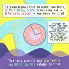 Colorful comic illustration featuring a body with a clock inside it. The following text appears: "Circadian rhythms exist throughout our bodies in the central clock in your brain and in peripheral clocks in your origins and tissues.  By building an in vitro liver clock, the researchers could see how rhythms broke down as they plucked out core pars of the machinery, like the enzyme Bmal1.   They could also see how drug toxicity and infection risk changed over time."