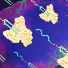 Illustration of U shaped vaccine molecules with tails attach to three-lobed albumin molecules. The background is an image of a oval shaped lymph node.