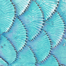 Blue Gourami scales