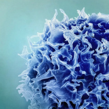 Brightly colored, close-up view of cells in spherical clusters. They glow in vibrant greens, blues, and reds, creating a dynamic and lively visual effect.