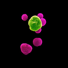 an image of a cell with a green and yellow cell