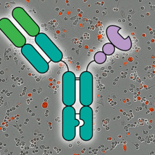 A simple figure of a Y-shaped lectin is in center. In background are 2 photos showing the amount of killed cancer cells, in red, over 5 hours.