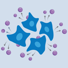 Diagram showing four irregular cells actively secreting small spheres