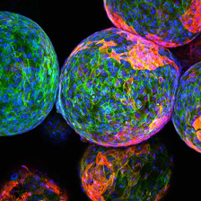 Brightly colored, close-up view of cells in spherical clusters. They glow in vibrant greens, blues, and reds, creating a dynamic and lively visual effect.
