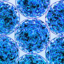 Microscopic view of clustered, round, translucent blue cells with swirling patterns and dark speckling, organized in a grid.