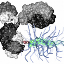 Chemotherapy drugs carried by a bottlebrush polymer.