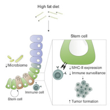 Diet and cancer diagram