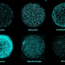 3x2 grid of circles composed of hundreds of cyan-stained cells on a black background. Circles are labled: pericytes, astrocytes, endothelial cells, neurons, ogliodendroglia, and microglia