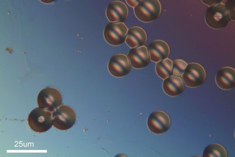 oxygen-sensing microparticles suspended in saline