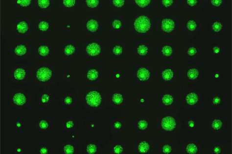 imaging of cells' fluorescently labeled DNA