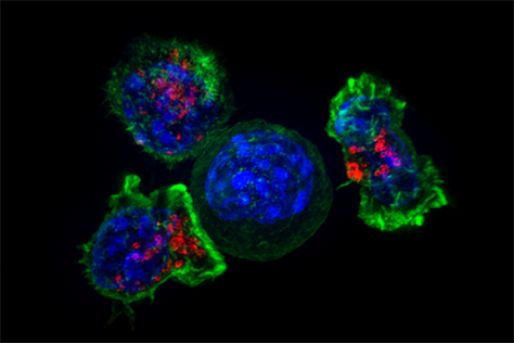 cancer cell (blue)  and T cells (green and red)