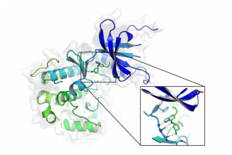 small molecule targeting a key protein involved in the stabilization of androgen receptor molecules