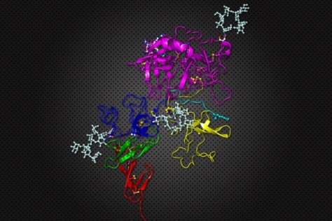 protein structure of tPA