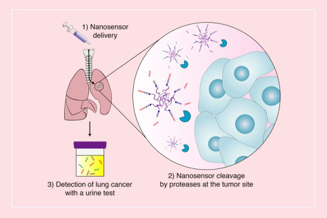 diagram of nanoparticles' journey from lungs to urine