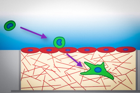 circulating tumor cells squeezing through blood vessel into tissue