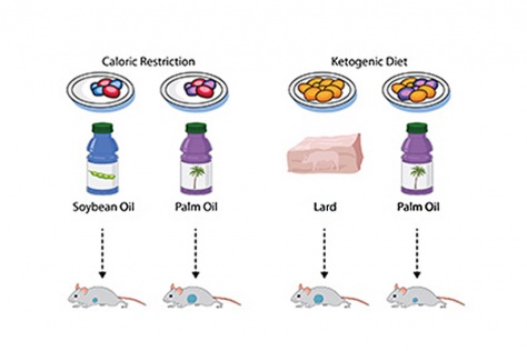 diagram of diets fed to mice in the study and effect on tumor growth