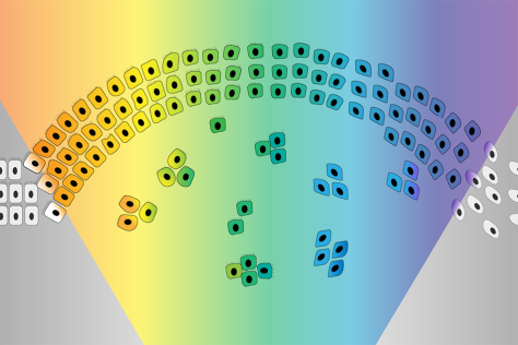 illustration of cells arching across a rainbow spectrum