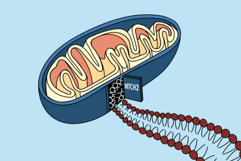illustration of a mitochondrion with door in its side, with a long molecule trailing out  