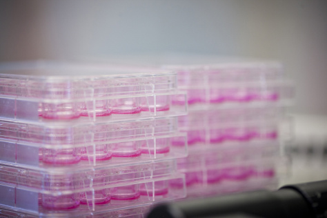 stacks of cell culture plates filled with pink medium