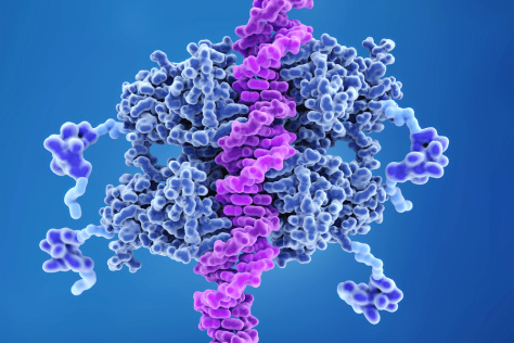 illustration of a p53 protein binding to a strand of DNA